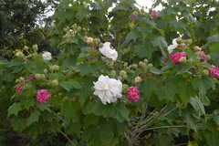 Hibiscus mutabilis